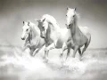 Žaidimas Arklių dėlionė internete