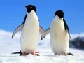 Žaidimas Pingvinų Dėlionė internete