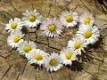 Žaidimas Daisy Heart Dėlionė internete Žaidimas Daisy Heart Dėlionė internete