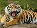 Žaidimas Gyvūnų Dėlionė Tigras internete Žaidimas Gyvūnų Dėlionė Tigras internete