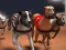 Žaidimas Greyhound lenktynės internete