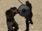 Žaidimas Gladiatoriaus simuliatorius internete