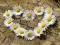 Žaidimas Daisy Heart Dėlionė internete