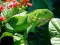 Žaidimas Laukinė Iguana internete