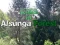 Žaidimas Grįžimas į Alsungos mišką internete