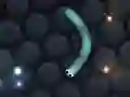Žaidimas Slither.io internete