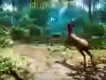 Žaidimas Medžiotojas 3D internete