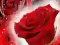 Žaidimas Raudonos rožės internete Žaidimas Raudonos rožės internete