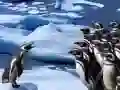 Žaidimas Pingvinų Slidimas internete