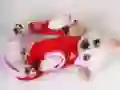 Žaidimas Mielas Šuniukas Čiuožykla internete