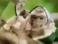 Žaidimas Šimpanzių Dėlionė internete Žaidimas Šimpanzių Dėlionė internete