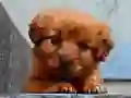 Žaidimas Šuniuko Dėlionė internete Žaidimas Šuniuko Dėlionė internete