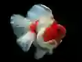 Žaidimas Aukso Žuvies Dėlionė internete Žaidimas Aukso Žuvies Dėlionė internete