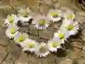Žaidimas Daisy Heart Dėlionė internete Žaidimas Daisy Heart Dėlionė internete