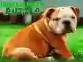 Žaidimas Bulldogo Šuniuko Dėlionė internete Žaidimas Bulldogo Šuniuko Dėlionė internete