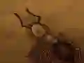 Žaidimas Išsaugok trupinėlę internete