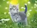 Žaidimas Kačiukų puzzle internete Žaidimas Kačiukų puzzle internete
