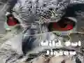 Žaidimas Laisvoji Pelėda Dėlionė internete