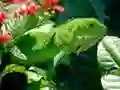 Žaidimas Laukinė Iguana internete Žaidimas Laukinė Iguana internete