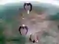 Žaidimas Scape Shotter internete Žaidimas Scape Shotter internete
