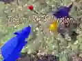 Žaidimas Origami Žiurkių Invazija internete Žaidimas Origami Žiurkių Invazija internete