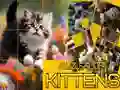 Žaidimas Galvosūkis Slankiojantys Katės internete Žaidimas Galvosūkis Slankiojantys Katės internete