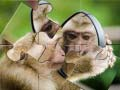 Žaidimas Šimpanzių Dėlionė internete