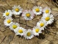 Žaidimas Daisy Heart Dėlionė internete