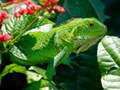 Žaidimas Laukinė Iguana internete