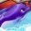 Delfinas Delfinas internete