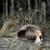 Samorost  internete